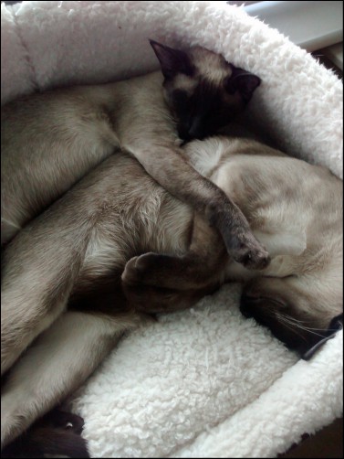 2016 April Loki & Xian cuddle up.jpg